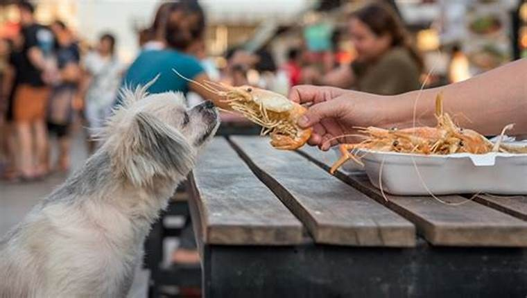 can dogs eat shrimp