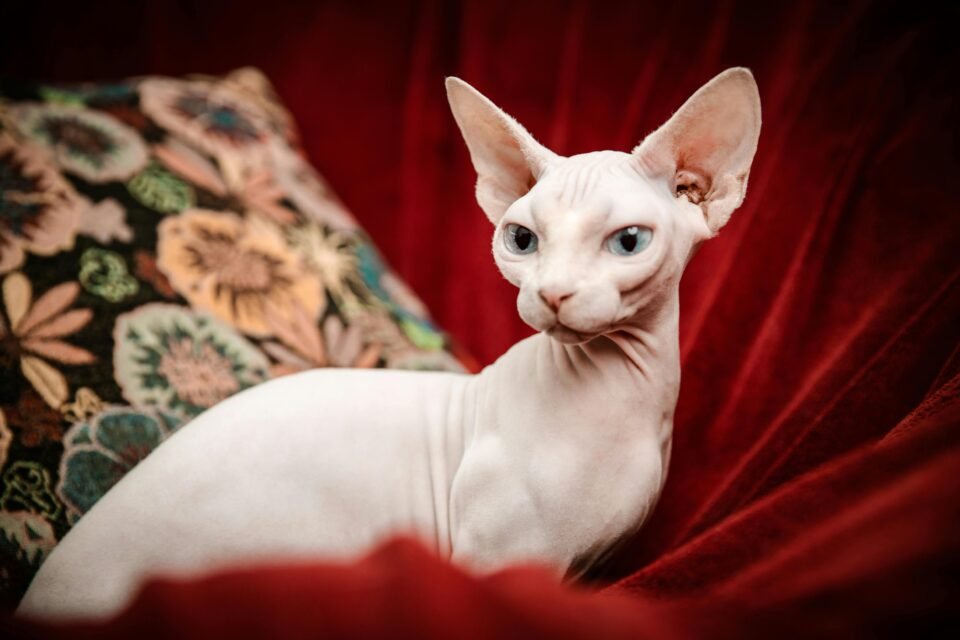 Sphynx Cat for Sale