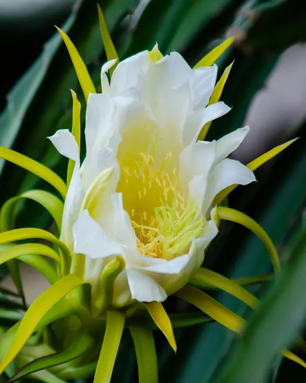 dragon fruit flower,