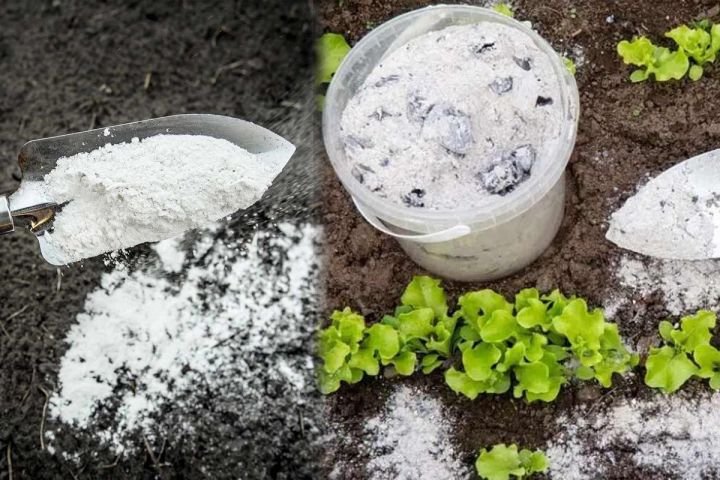 is calcium carbonate good for gardens